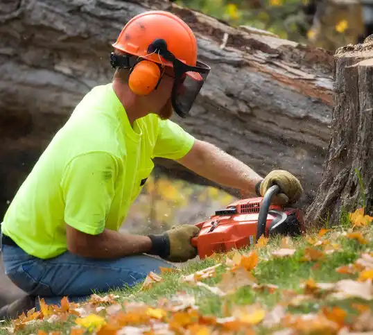 tree services Bound Brook